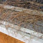 Pine Needles